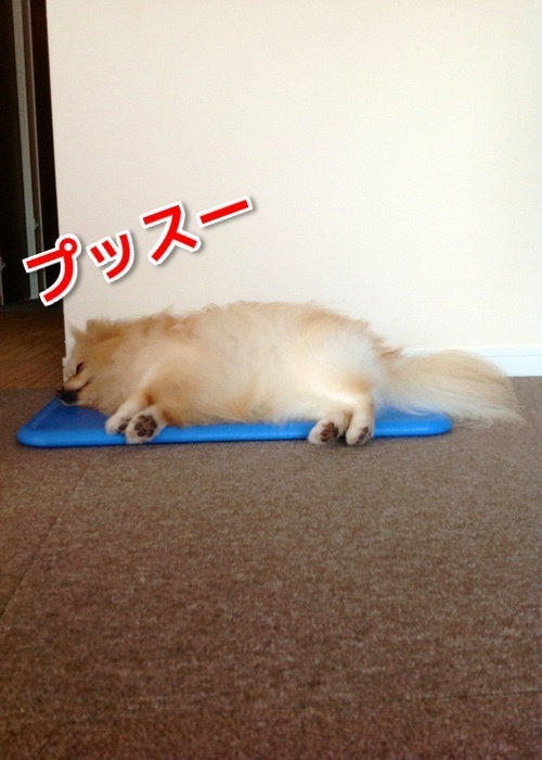 $バカきょうだいの記録