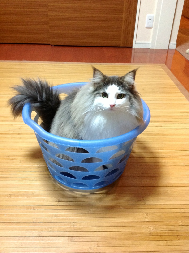 $バカきょうだいの記録