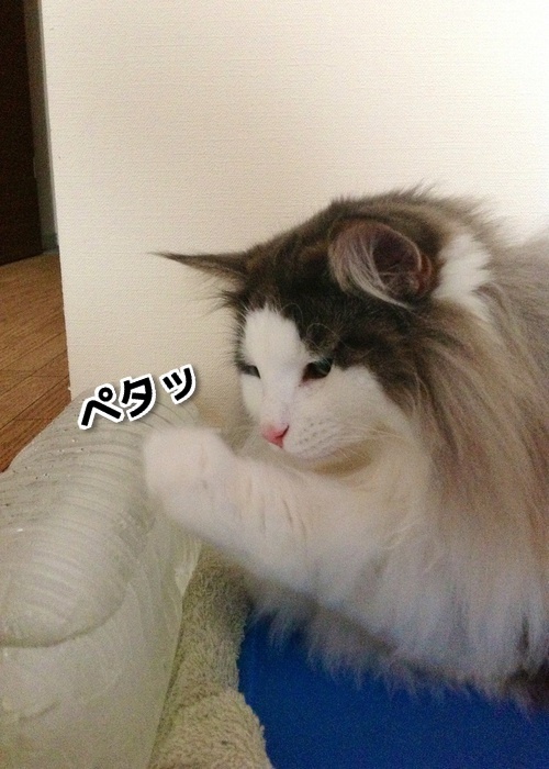 $バカきょうだいの記録