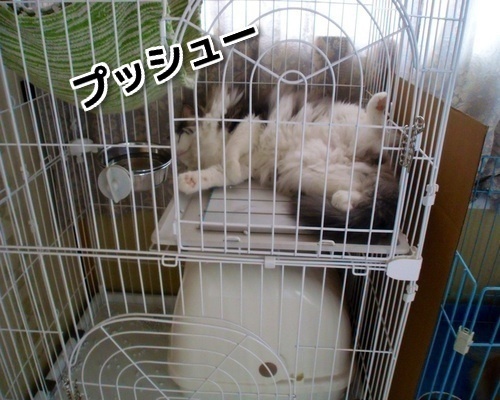 $バカきょうだいの記録