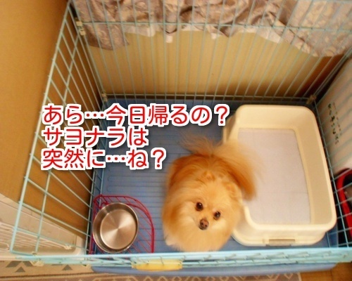$バカきょうだいの記録