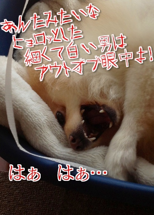 $バカきょうだいの記録