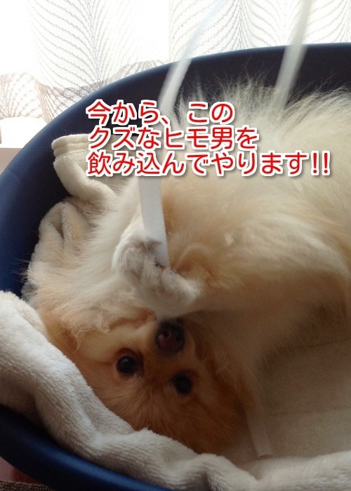 $バカきょうだいの記録