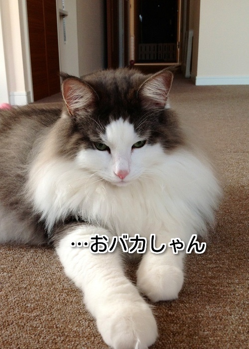 $バカきょうだいの記録