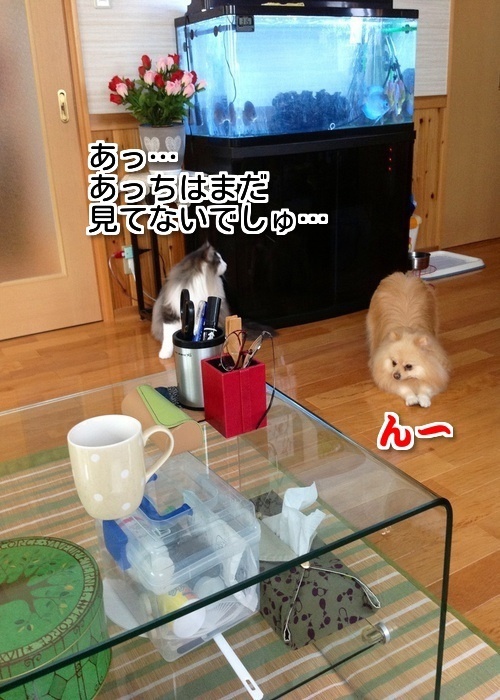 $バカきょうだいの記録