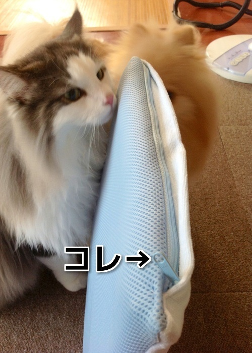 $バカきょうだいの記録