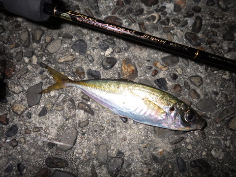 RIMG0336