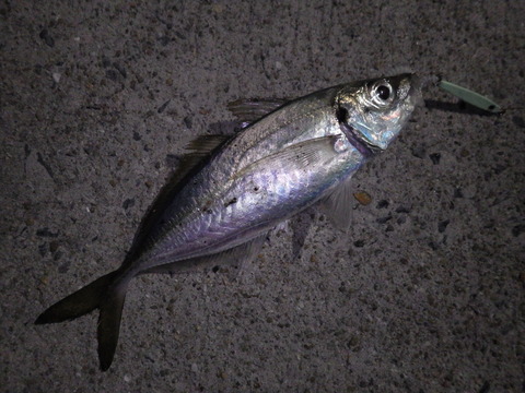 RIMG0577