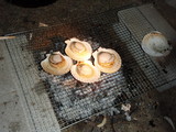 hotate