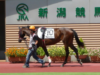 フレンドミー-新馬戦パドック