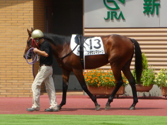 ブラウンマシーン-新馬戦パドック