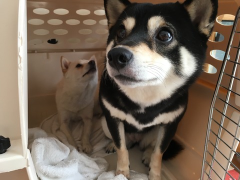 930EDDA7-29CC-4E8B-B30A-BFEECF719678