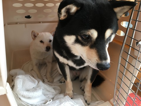 DAE7EA7B-B690-452D-B3C3-0EE006C07476