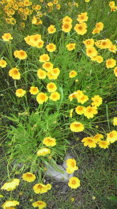 20110527旭川土手