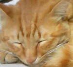 nukoB