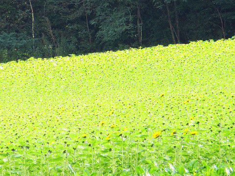 咲き始めのひまわり畑