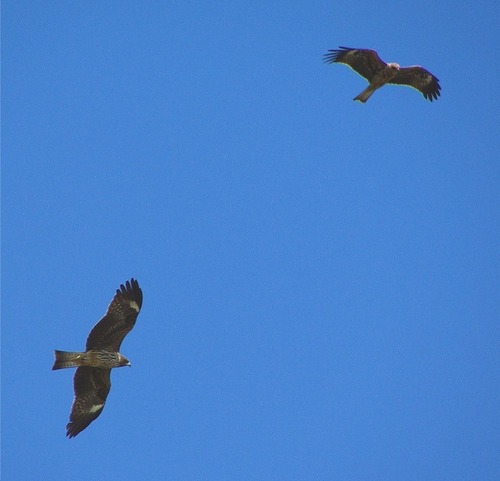 falcon