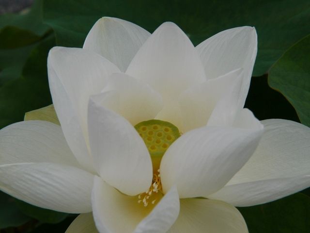 1550125
