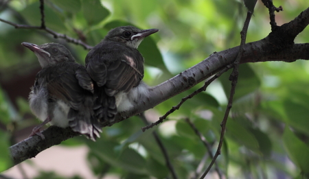 bird