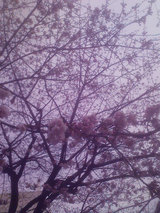 上野桜