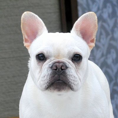 ポニョ