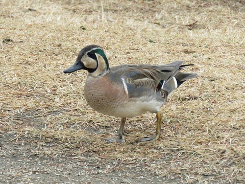 IMG_0060 (2)
