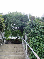 1大原神社銀杏と拝殿と石段