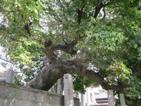 泉福寺榎支え石