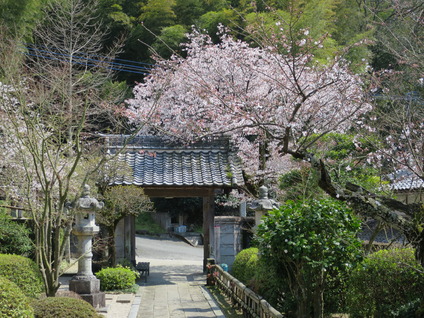 2清瀧寺門前桜