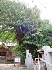 大原神社拝殿・銀杏・狛犬