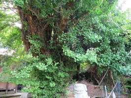 2大原神社銀杏の幹枝葉