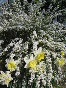 雪柳と水仙