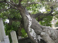 泉福寺榎幹