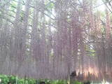 8cfc85f4.jpg