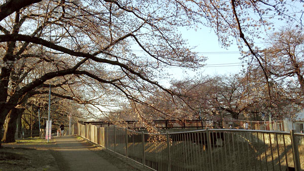 善福寺川2