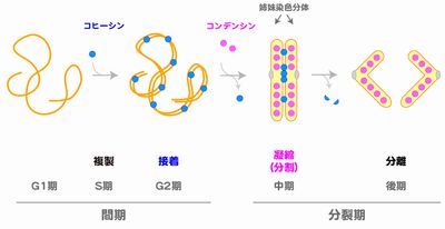 で増やすには?