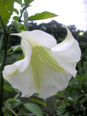 エンゼルストランペット開花2