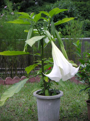 エンゼルストランペット開花1