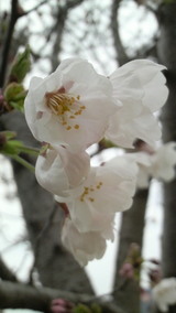 sakura
