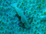 ウミウシカクレエビ