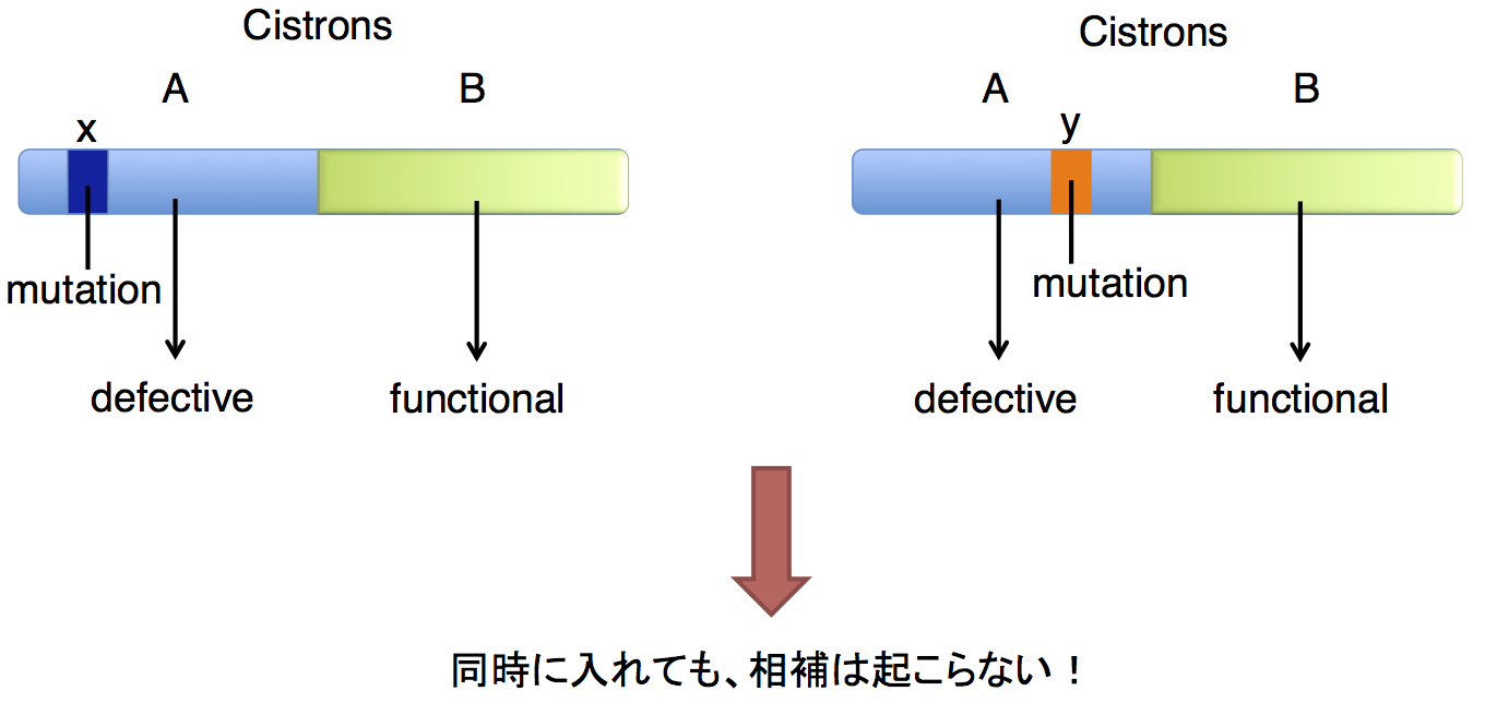 cis-trans1