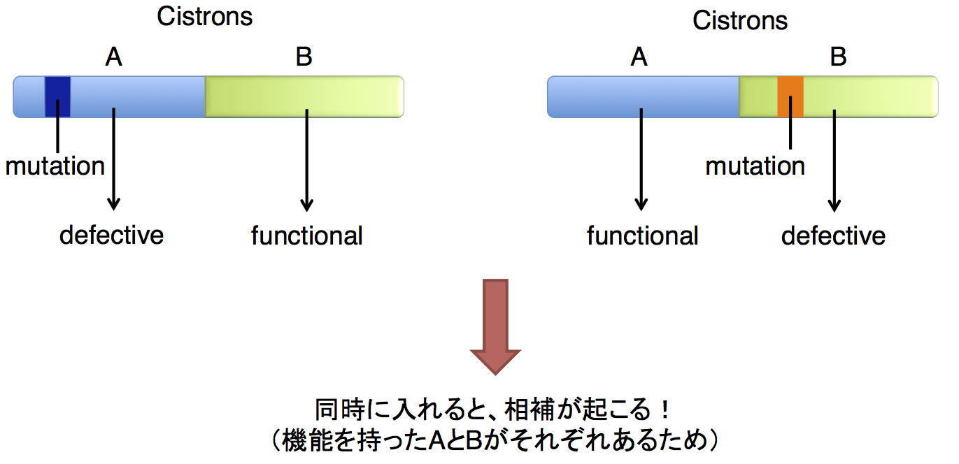 cis-trans2