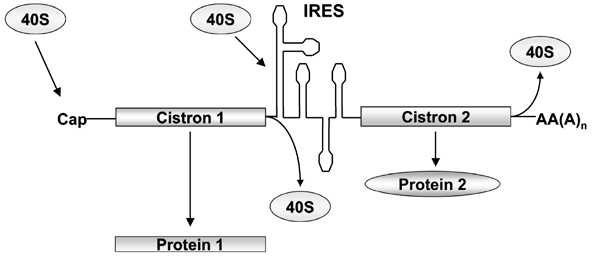 fig06