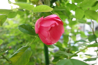 DSC04634