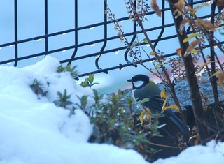1シジュウカラ