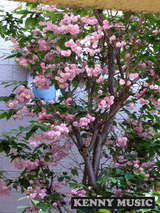 写真-12-04-28-11-13-07