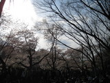 inoko
