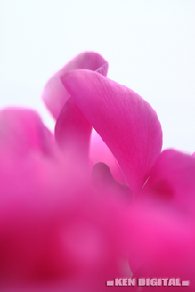410D0031¤Î¥³¥Ô¡¼