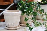 �̎ގ؎���������