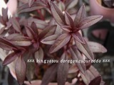 ���󥮥祽�����ɥ饴�󥺥֥�å�